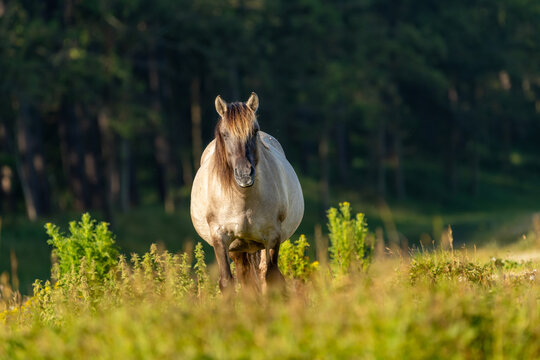 Horse grazing in Oranjezon, Netherlands, observed during a morning walk