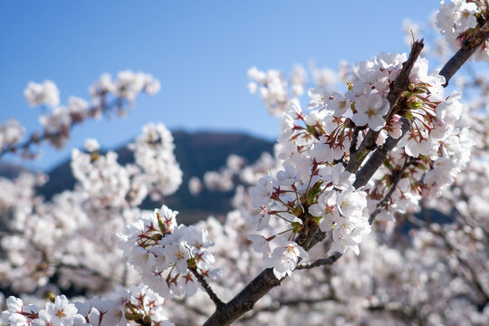 Cherry blossoms on branches in Nagano, Japan, against a blue sky with mountains in the background