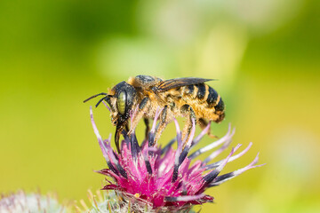 Bee on a purple flower. Close-up