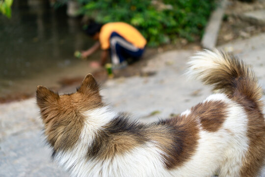 Dog waiting for owner to drink water from the river