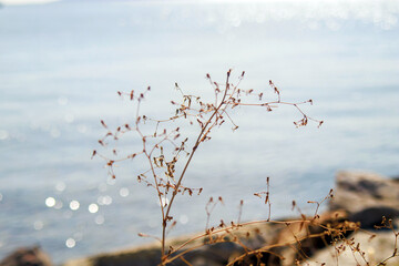 plant branch with tiny flowers against the sea, selective view