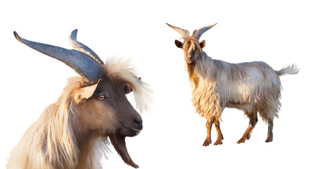 goat with big horns portrait and full length isolated on white background