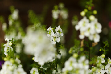 Flowering Angelonia plants in a flowerbed, natural macro floral background
