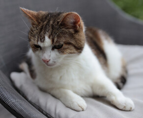 cat