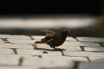 Jeune rouge-queue noir