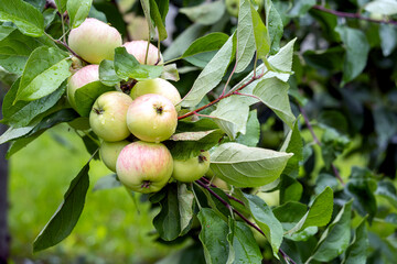 Ripe apples on a branch. Harvest, healthy food.