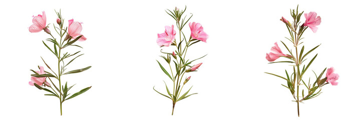 Fototapeta premium Set of A Godetia flower with dewdrops on its petals isolated on transparent background