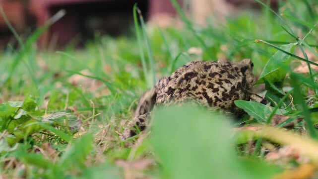Big toad walks in the grass