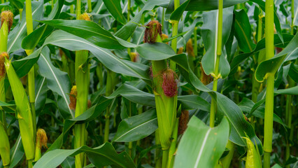 A closeup shot of corn on the cob in the field in summer, inside corn field