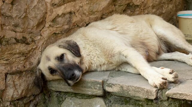 old stray female dog sleeping on the ground