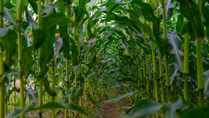 A closeup shot of corn , cornfield in summer. green corn leafs