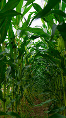 A closeup shot of corn , cornfield in summer. green corn leafs