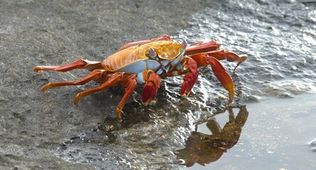 Sallylightfoot Crab
