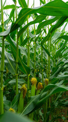 A closeup shot of corn on the cob in the field in summer, inside corn field