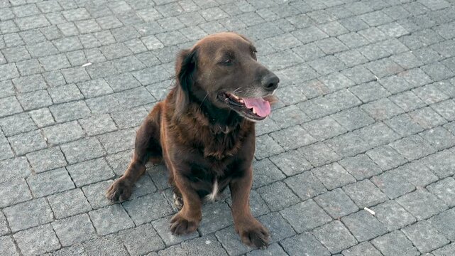 black dog sitting in the middle of the street 