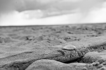 Muszelka na kawałku drewna na tle nieba i Morza Bałtyckiego - Kołobrzeg.