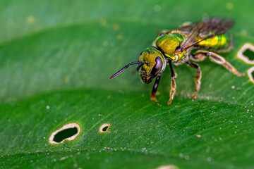 macro of a fly