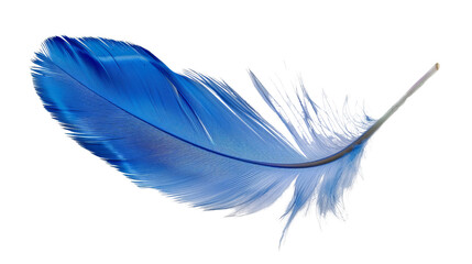 Blue Bird Feather Isolated on White Background, bird feather, blue feather, feather texture, feather background