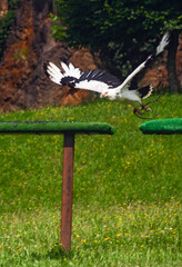 Sea eagle white wild bird taken in flight in the zoo show