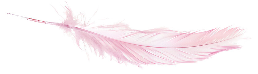 Delicate Pink Feather Isolated on White Background, Feather , Softness , Texture , Bird