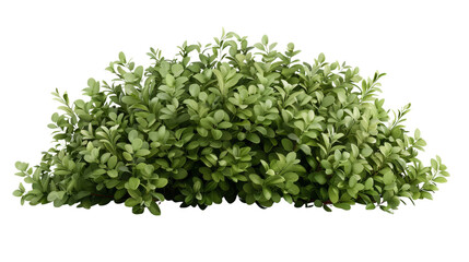 Naklejka premium Green Bush with Lush Foliage Isolated on White Background, bush , foliage , green , plant