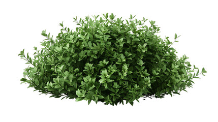 Obraz premium Green Bush with Lush Foliage Isolated on White Background, bush, foliage, plant, greenery