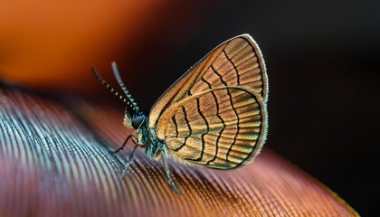 close up butterfly