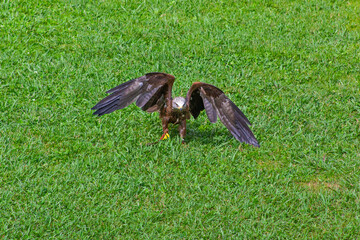 Close up of wild bird, black lkute, in cabarceno zoo