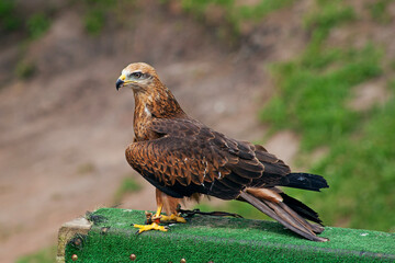 Close up of wild bird, black lkute, in cabarceno zoo