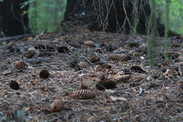 autumn forest in the forest