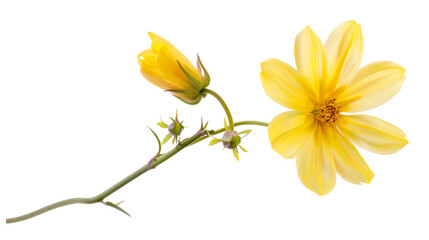 Fototapeta premium Single Yellow Cosmos Flower with Bud, isolated on white background, floral, blossom, nature, bloom