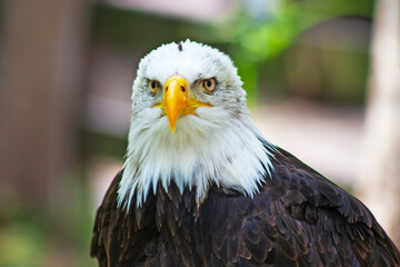 Large bald eagle close up taken in zoo in Spain