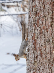 A squirrel sits upside down on a tree in winter and eats a nut