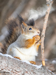 The squirrel with nut sits on tree in the winter or late autumn