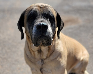 Fototapeta premium English Mastiff