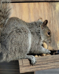 Squirrel eating peanut