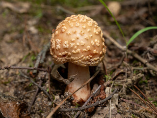 mushroom in the forest