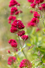 Red valerian 