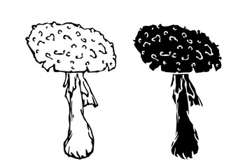 Sketch,silhouette,stamp of forest fly agarics,mushrooms toadstools. Vector graphics.