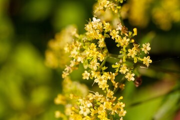 Swollen patrinia, Patrinia gibbosa