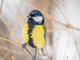 Cute bird Great tit, songbird sitting on a branch without leaves in the autumn or winter.