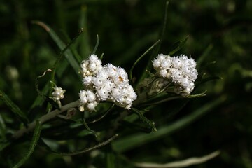 Triple-veined pearly everlasting, Anaphalis triplinervis