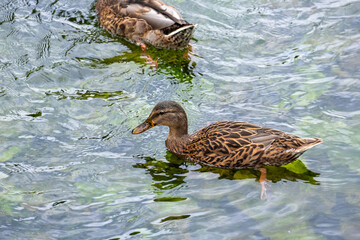 Brown mallard duck swimming in the water.