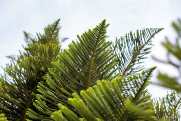 Green pine tree against blue sky on a sunny day