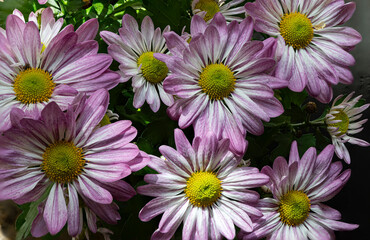 purple chrysanthemum flowers, macro with image stacking top with dark background