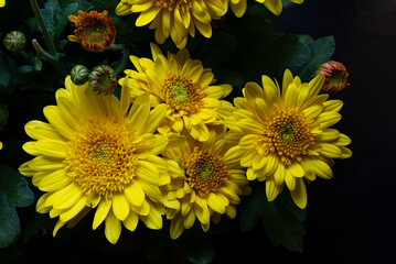 Yellow chrysanthemum flower, macro with image stacking top with dark background