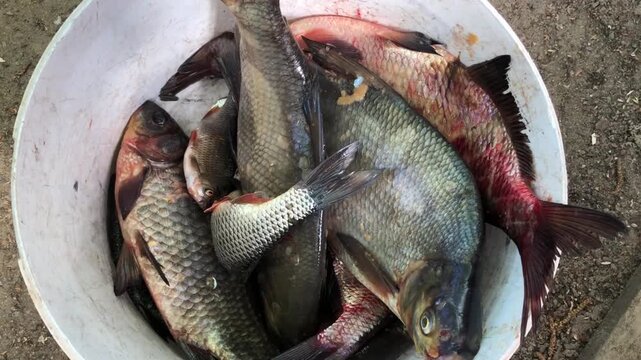 a full bucket of freshly caught fish, successful fishing