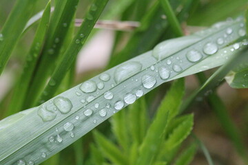 grass with dew drops