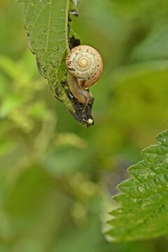 Kart&auml;userschnecke (Monacha cartusiana) an Brennnessel