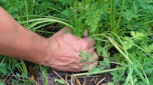 pulling carrots out of the ground